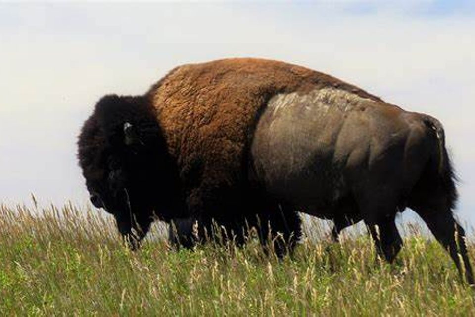 Bison 2