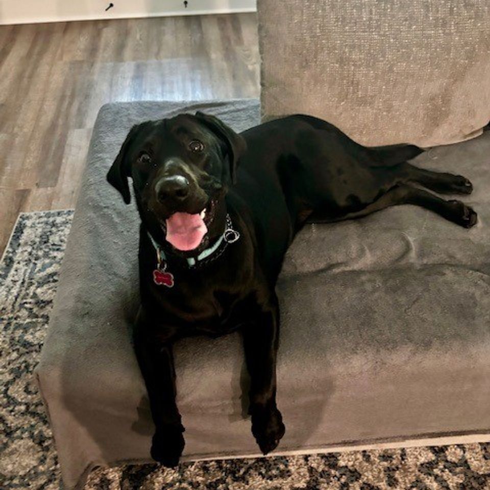 Black lab on a bed