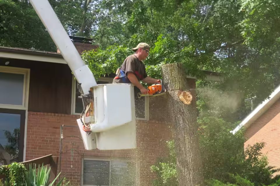 Tree removal harford county