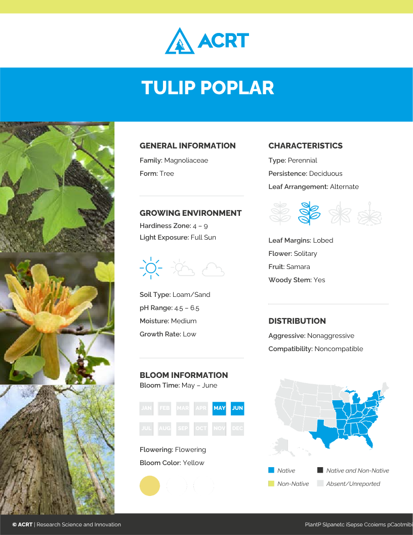 Tulip poplar canva