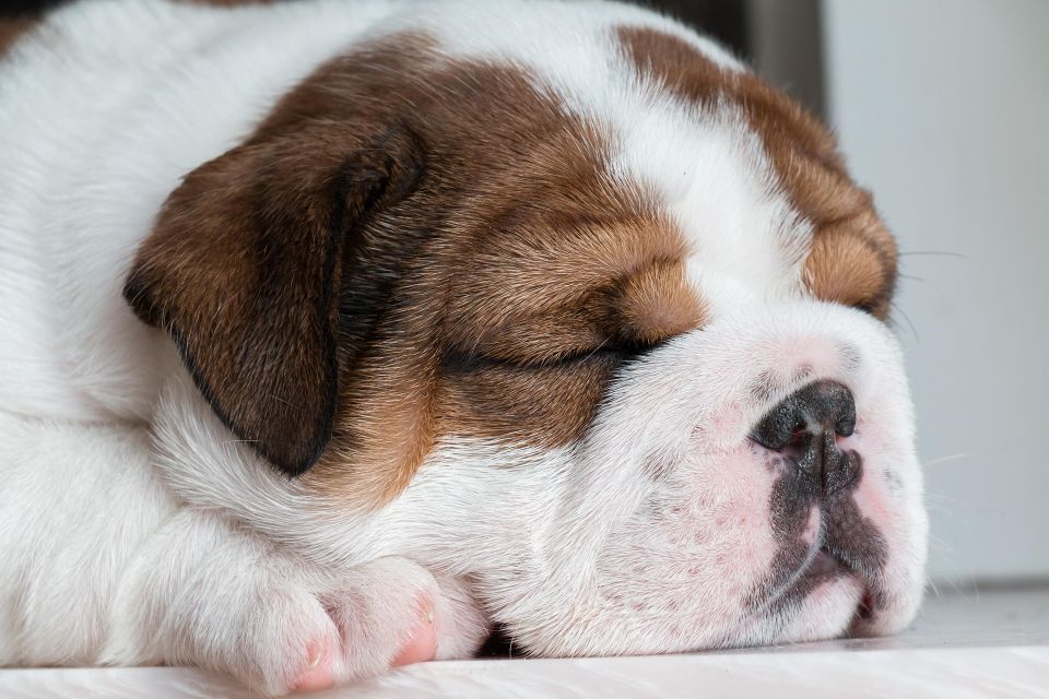 Dog g03efb2bbd 1920
