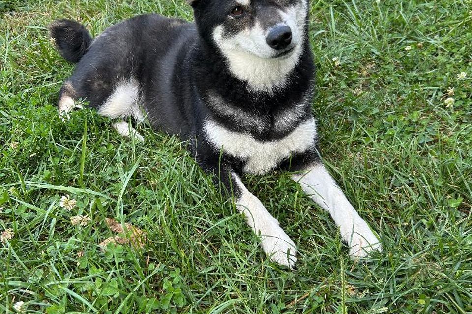 1 husky