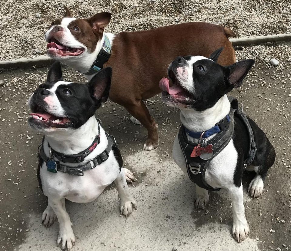 Minutemanpups