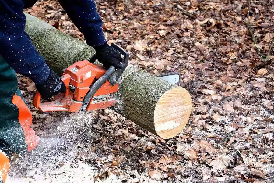 Tree removal haford county md