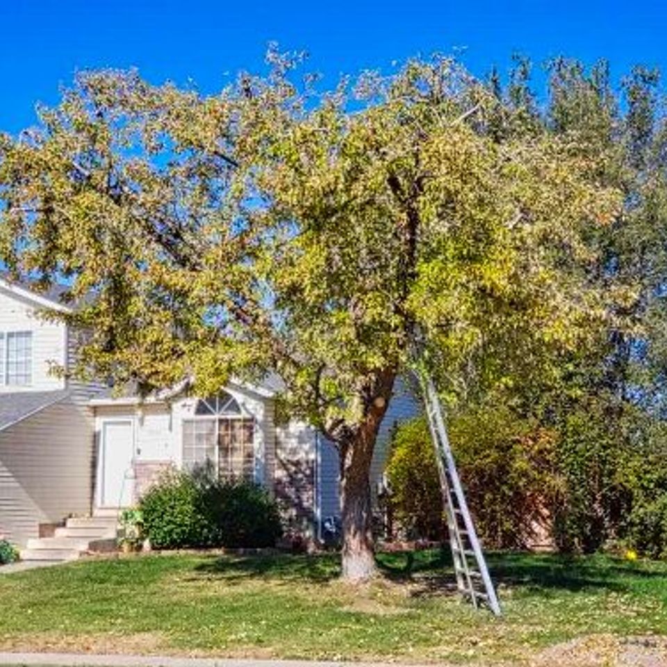 tree trimming roseville 