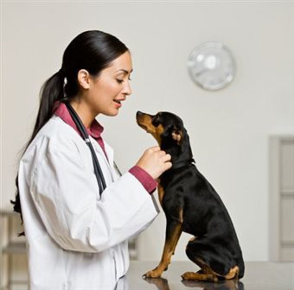 Veterinary medical care20130828 28277 trjms0 0