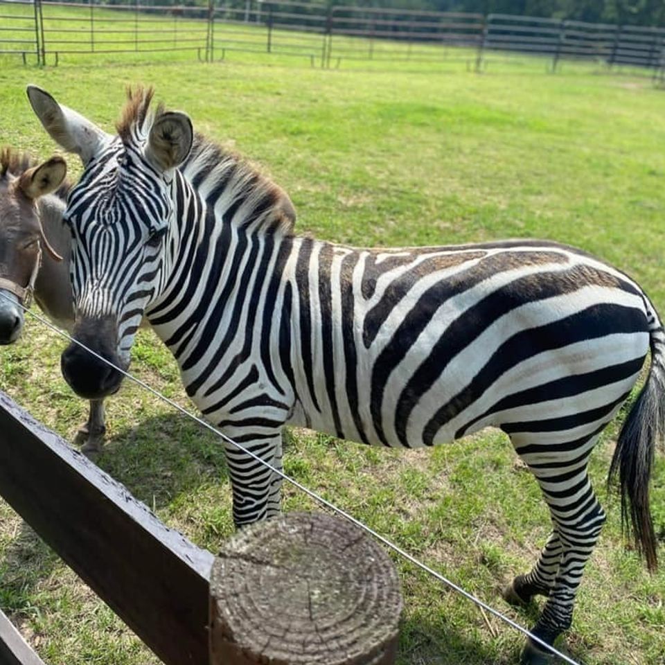 Sebastian the zebra