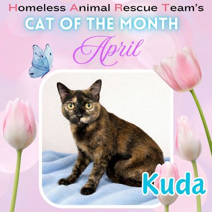 April cat of the month kuda (1)