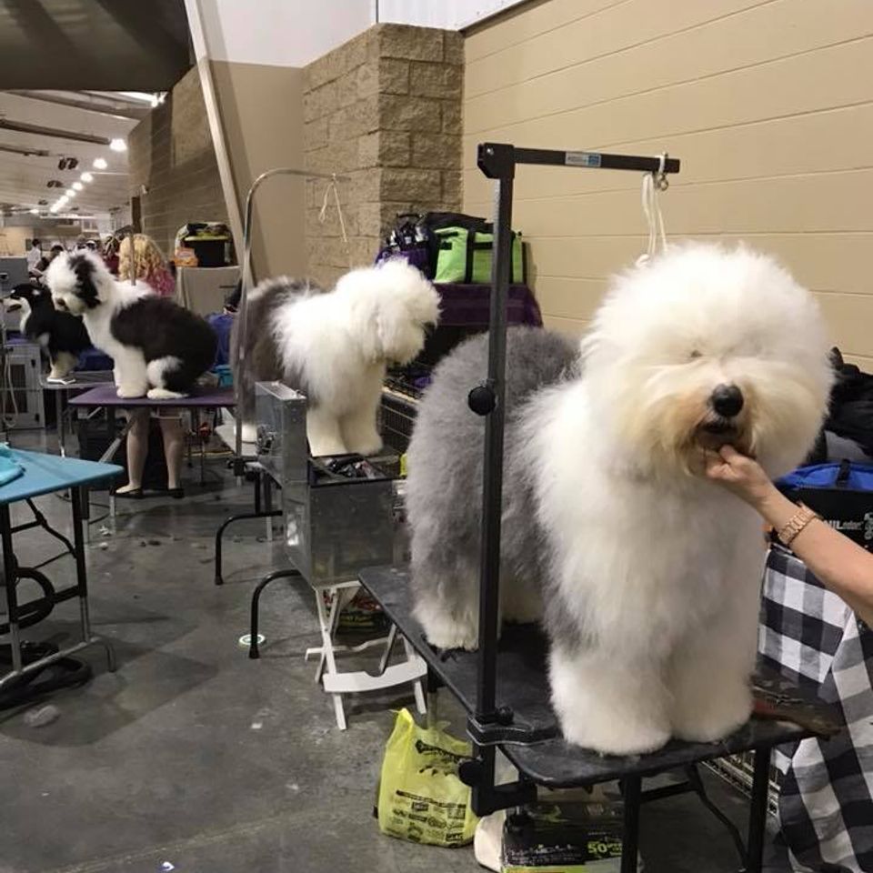 Prestigious pets salon   hotel hero pet styling
