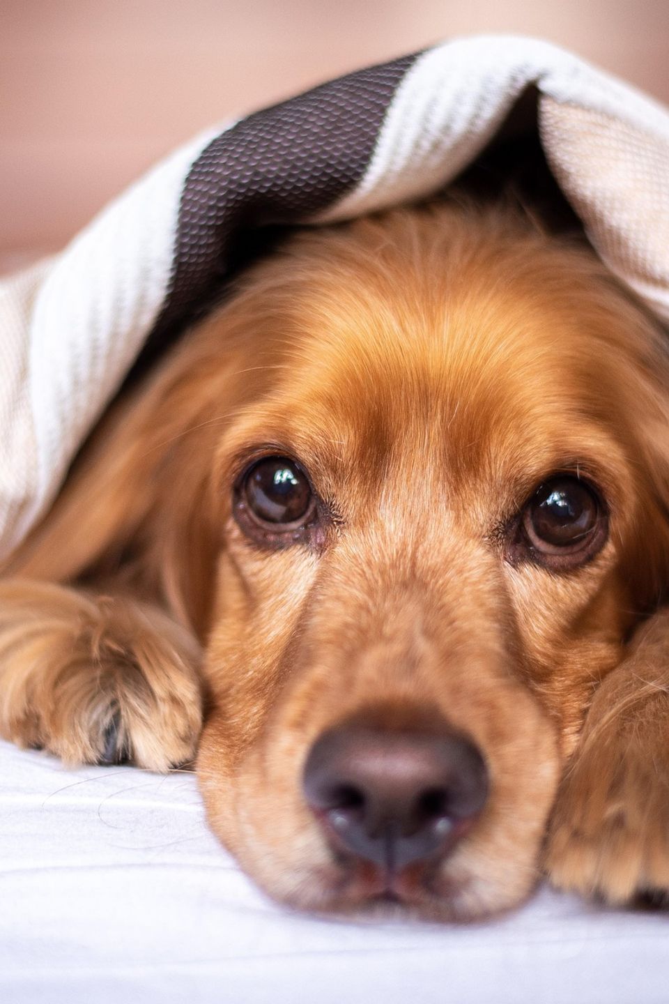 English cocker spaniel gea44791c0 1920