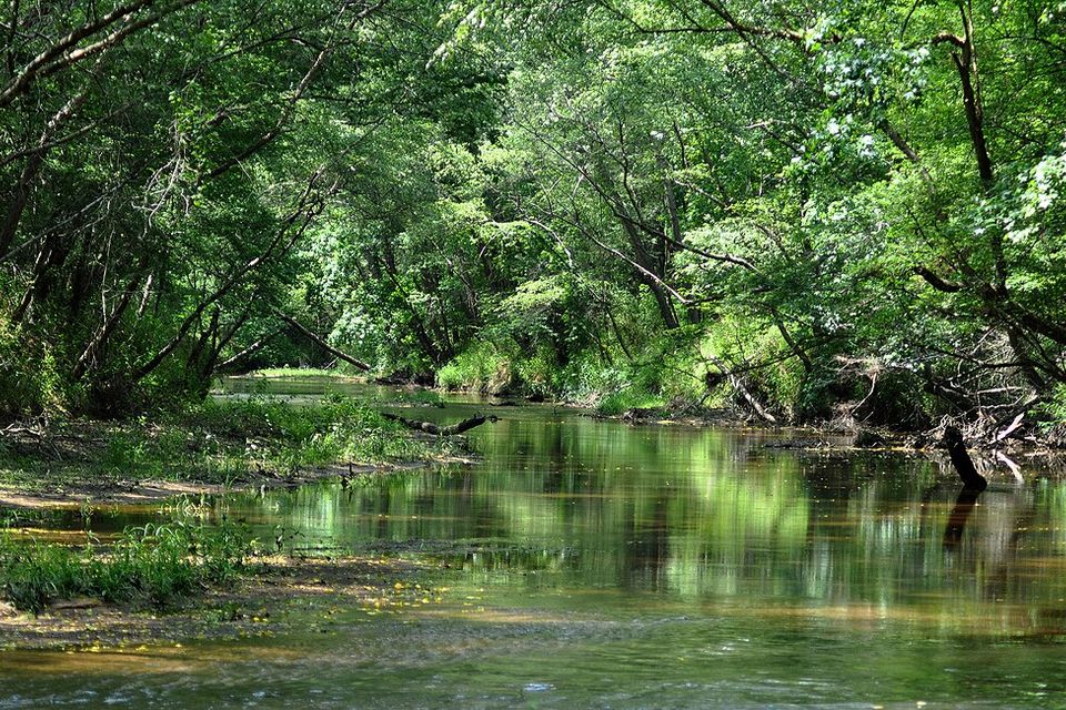photographed 26 May 2013 by William L. Farr.