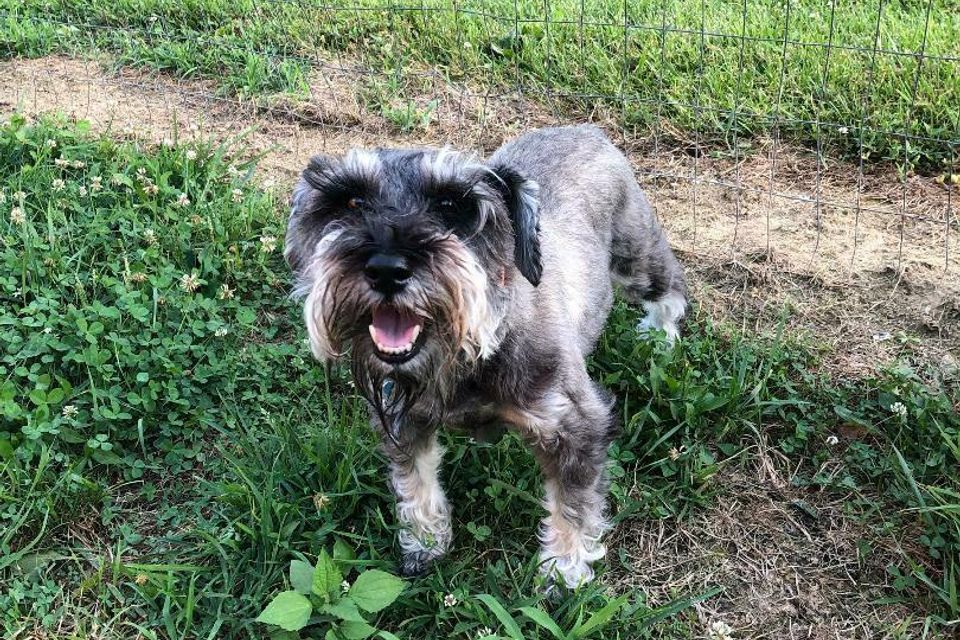 Gray schnauzer