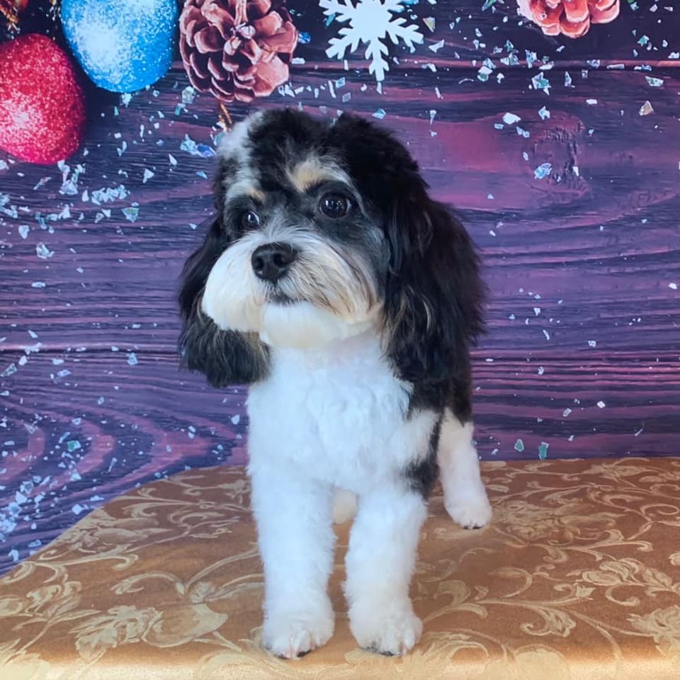 Black and white small fluffy doggie gets a holiday photo