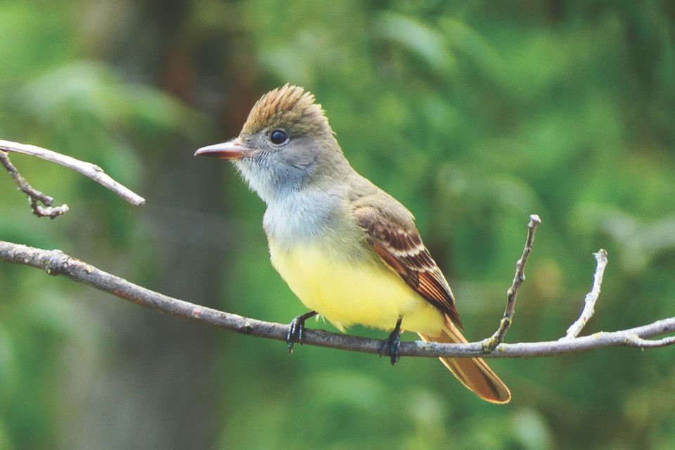 Greatcrestedflycatcher