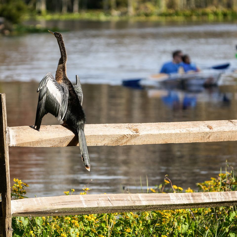 Anhinga with kayaks 1 website