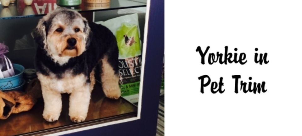 Faces   yorkie20150623 16882 1hrxmi3