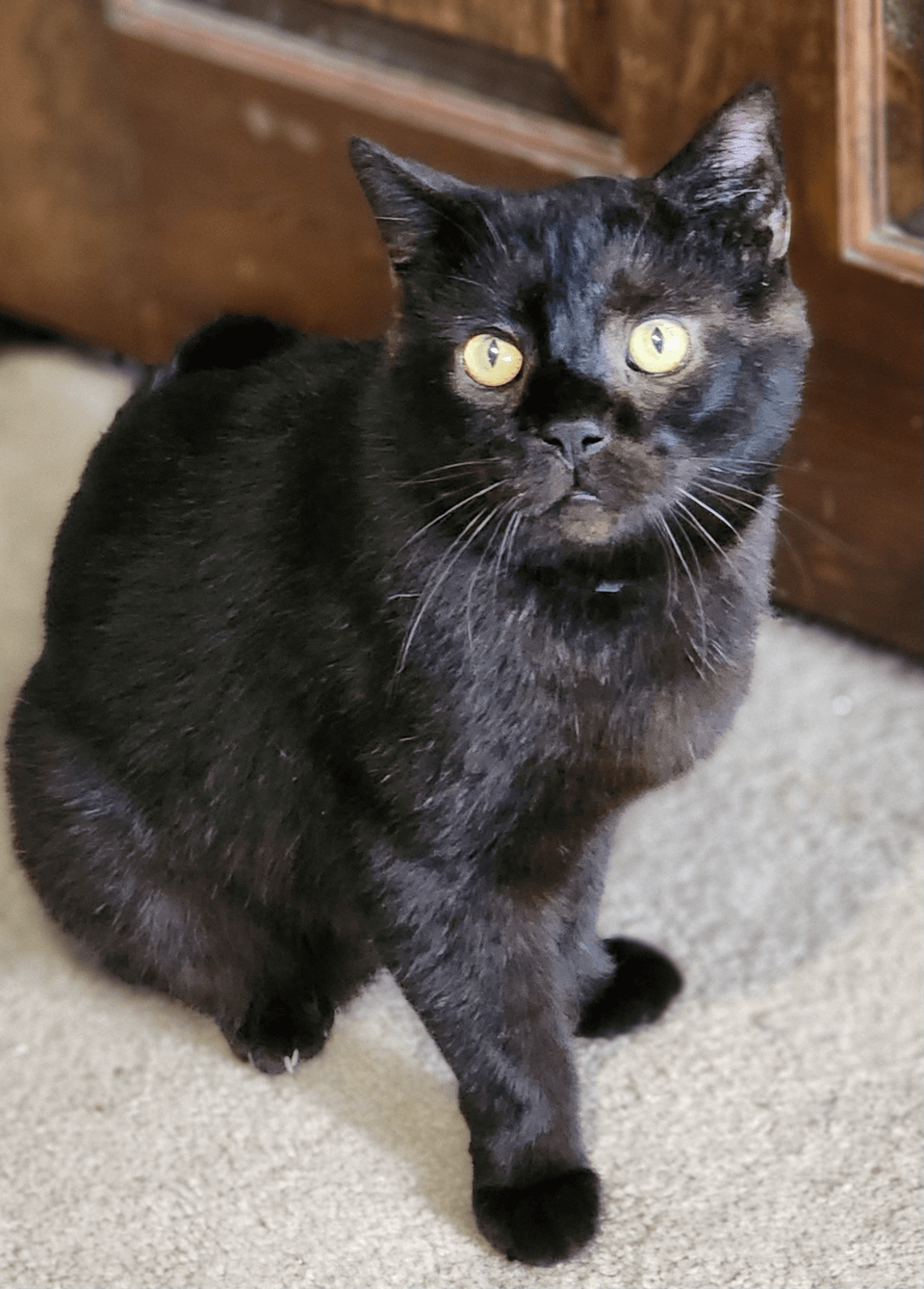 Cat about