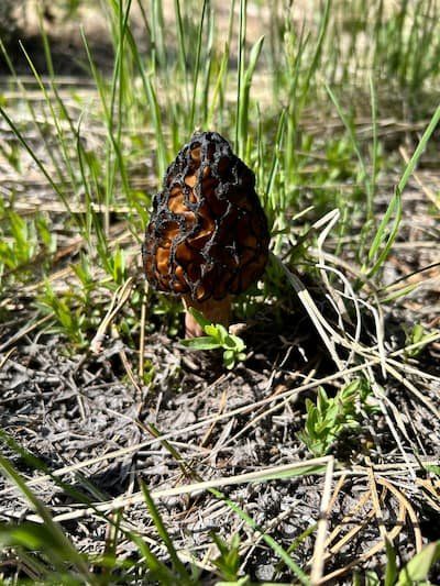 Morel mushroom in the wild 