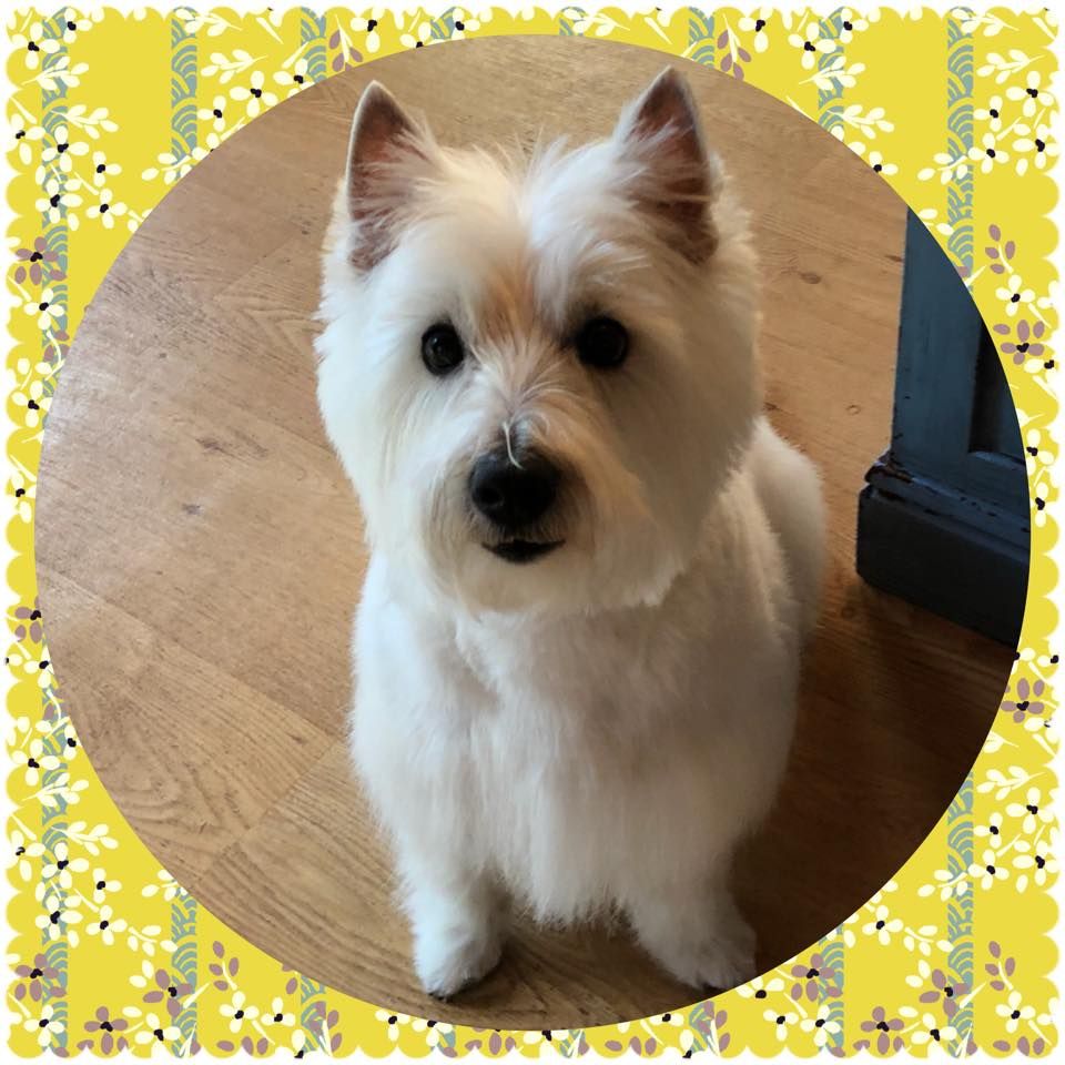 Westie dog poses after bath and groom