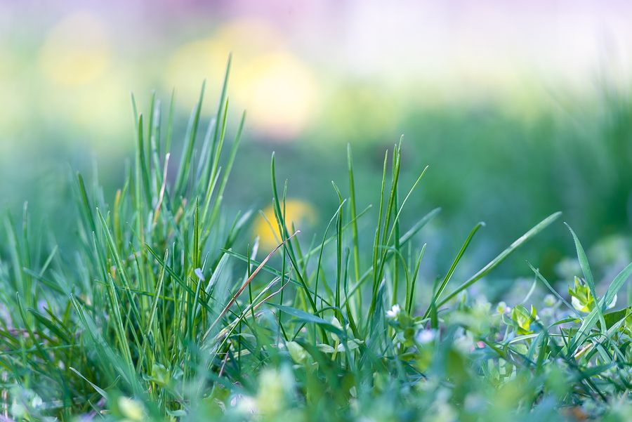 Bigstock close up of grass nature backg 357168764