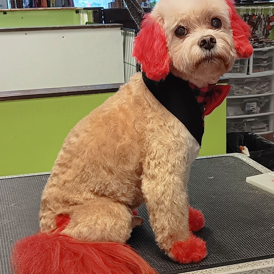 Perky puppy 