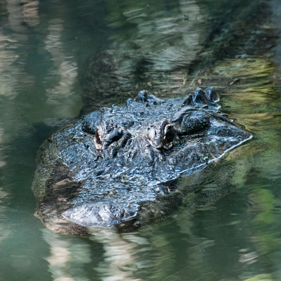 Alligator 4