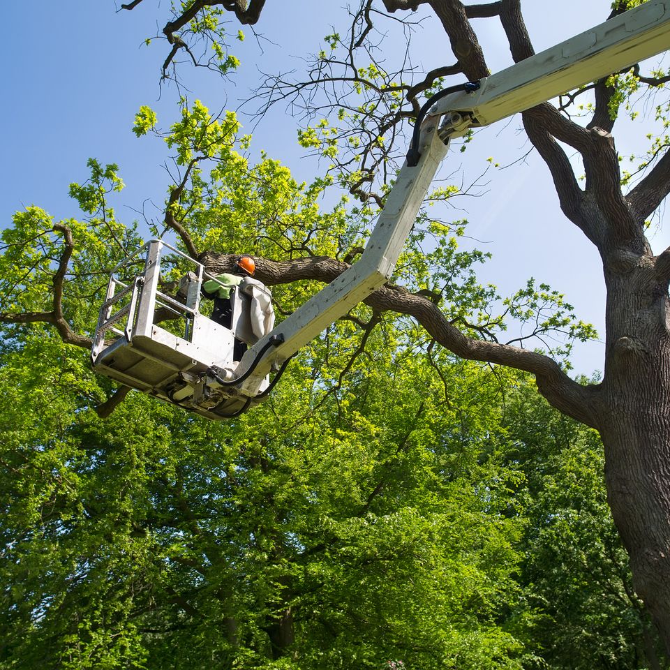 Tree trimming20170404 23970 kfciw6