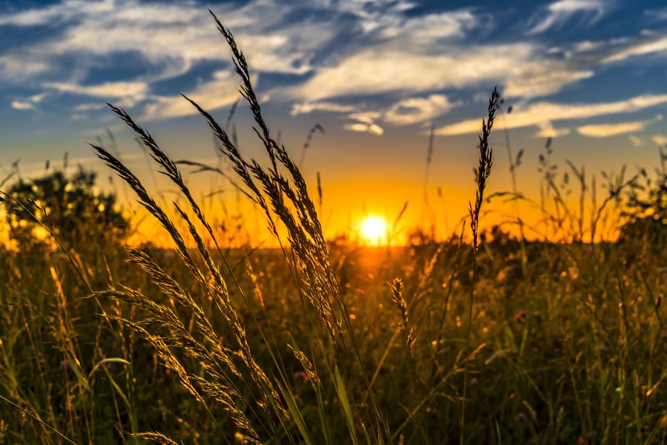 Wheat g50af0a4e4 1920