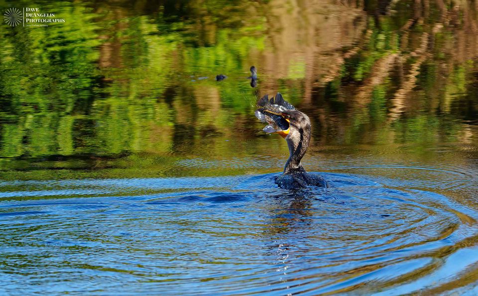 Bird eating fish perfect for website