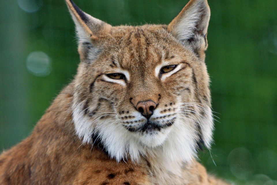 Bobcat g7a0c73cb6 1920