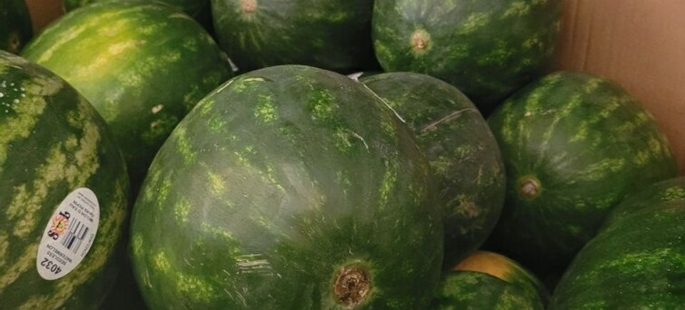 Water melon came in