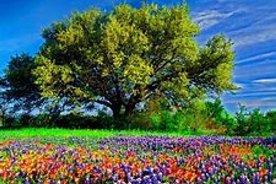 Wildflowers bigtree