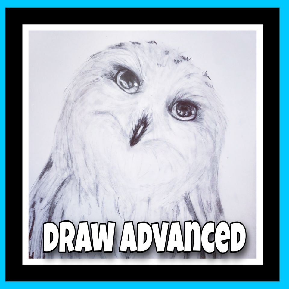 How to draw advanced realistic owl art with albright