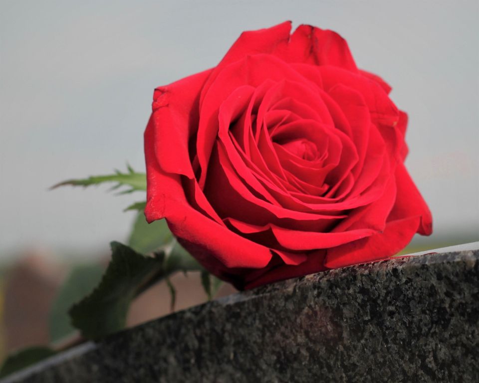Goranh red rose g24c738d93 1920