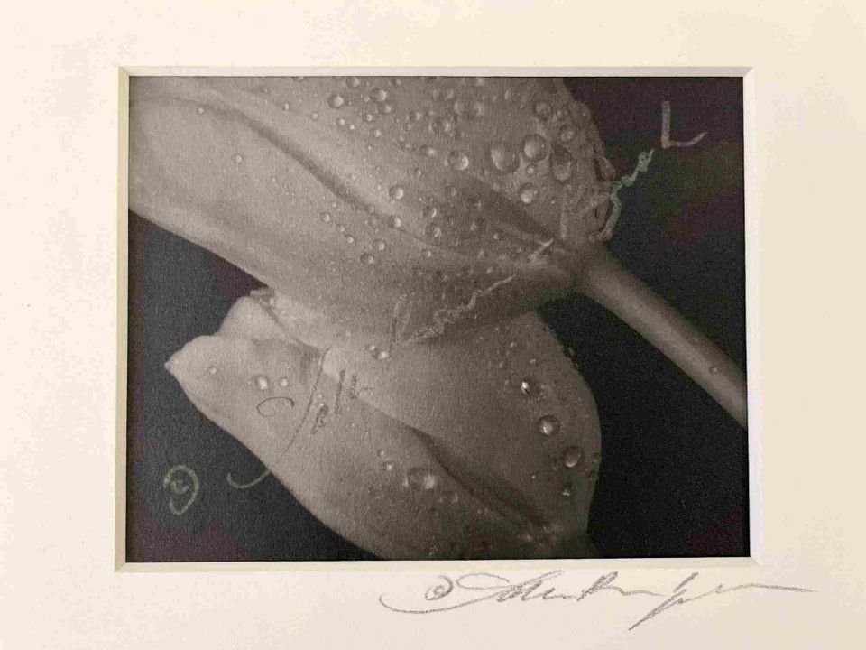 Tulip lovers platinum print