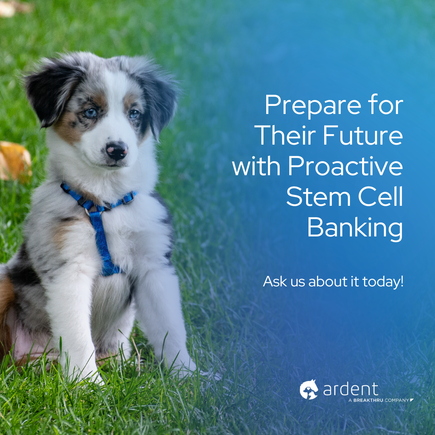 Ardent sm graphic proactivestemcell1
