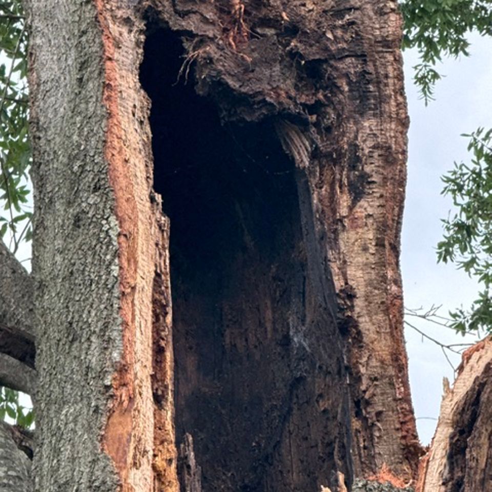 Img 5169
