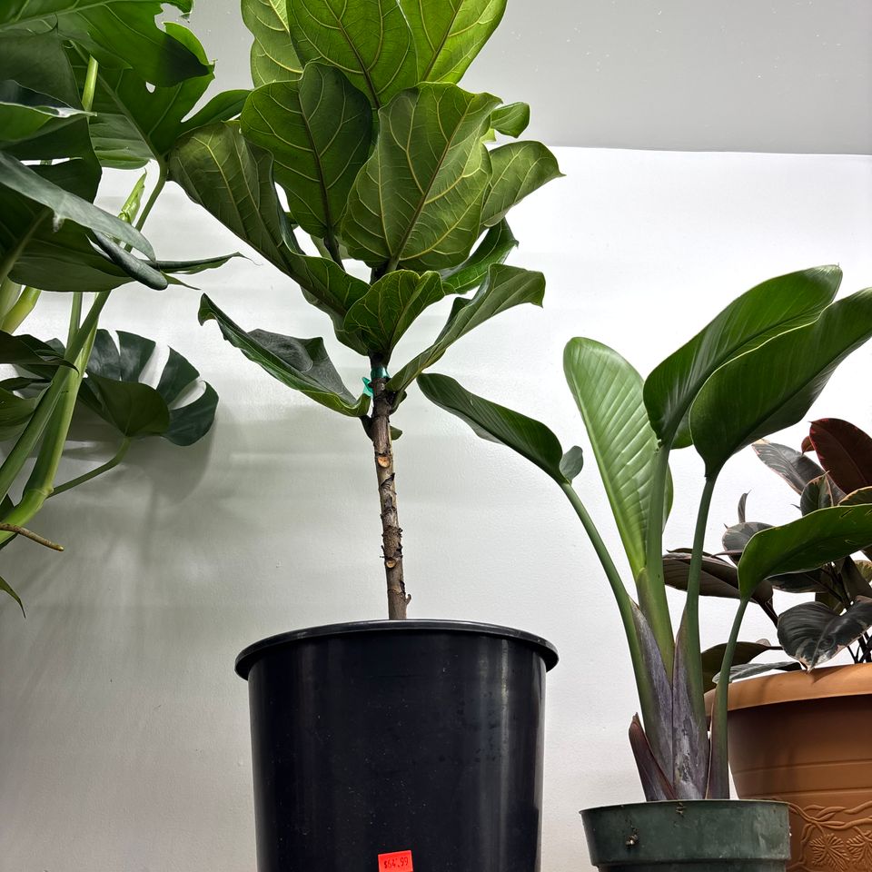 79832269897  5b2249cf 5084 448c 87fd f0bd6745ff48