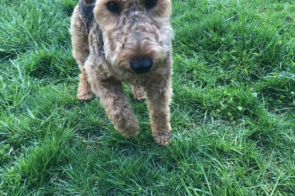 Koda running