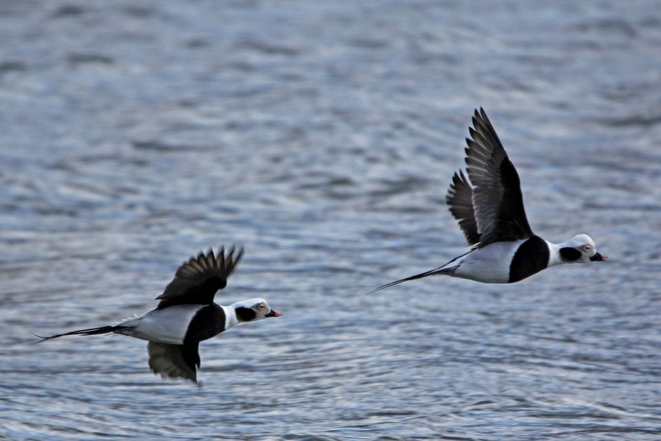Male Long-tailed ducks.