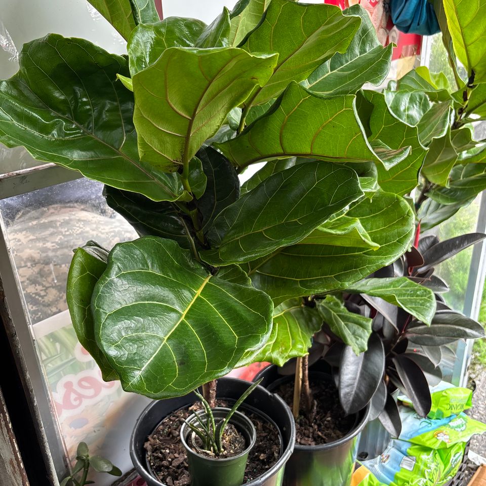 79832207277  7c2eebc8 16be 4975 9dc8 830b23c5b275