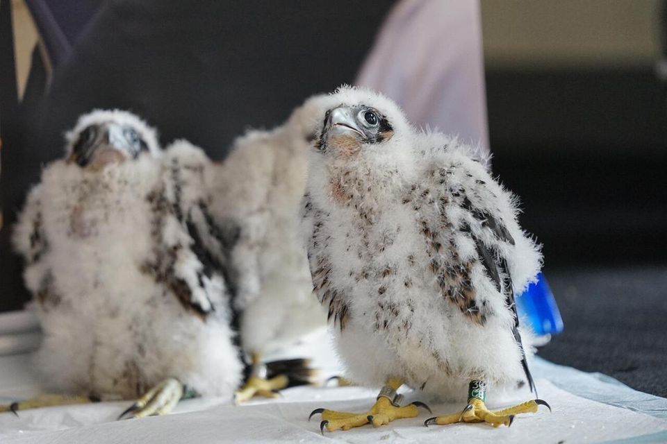 Falcons
