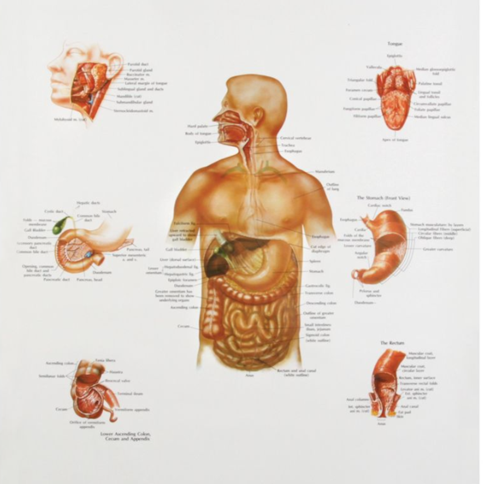 Human digestive system chart