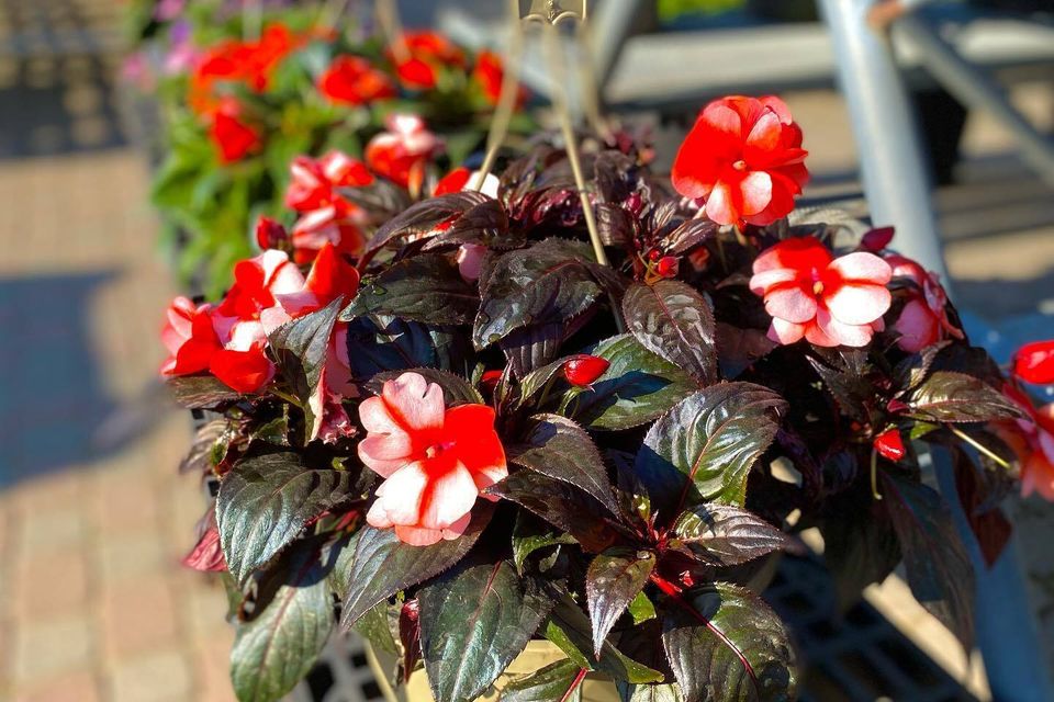 Single hanging basket