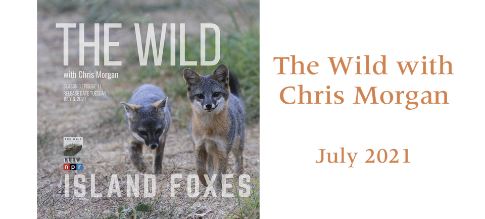 The wild july 2021