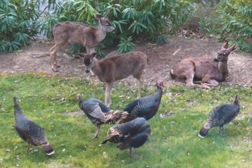 Wildlife photo 2 400x284