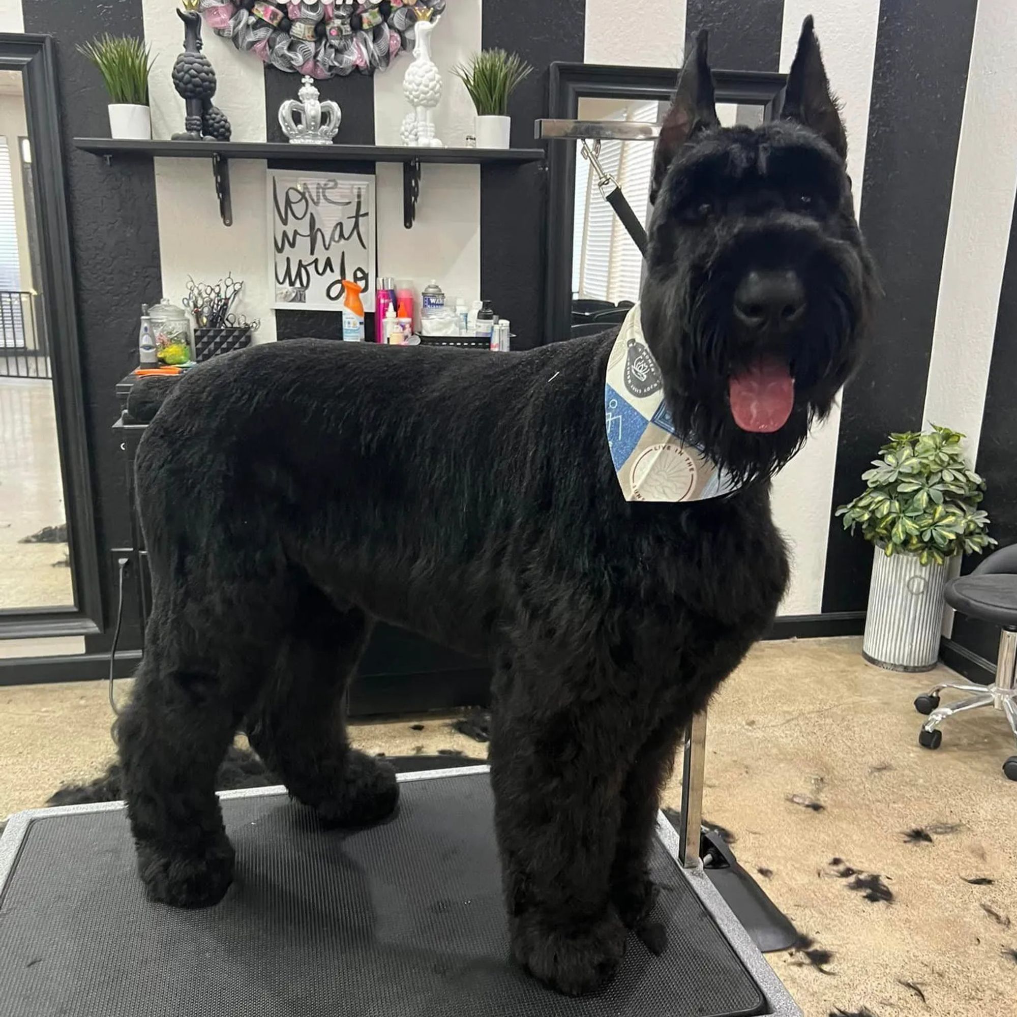Above & Beyond Pet Grooming