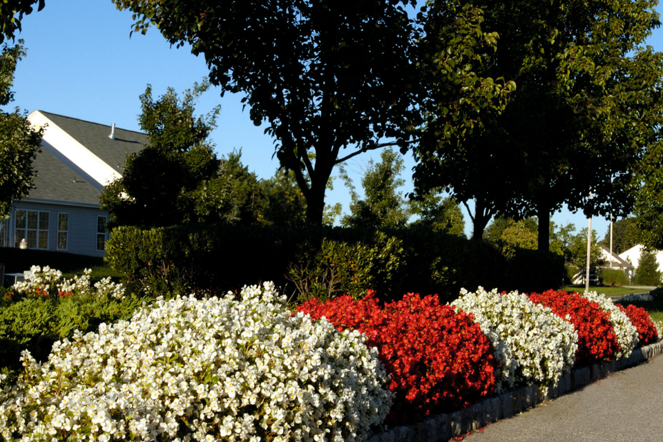 Colorful residential flower bed featuring red and white seasonal flowers, mature trees, and neatly edged landscaping maintained by R.E.P. Companies.