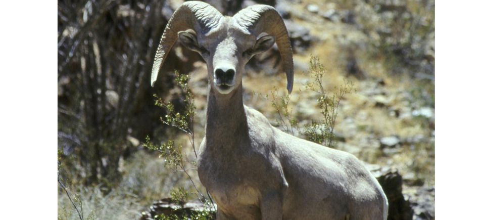 Desertbighomslideshow20121205 2903 6wgmv6 0