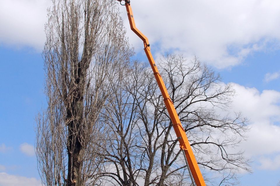 Tree trimmng 0